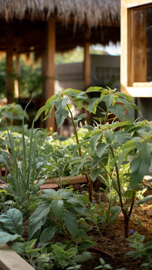 Aromatic Herb Garden : Vibrant Herbs with enticing scents, perfect for culinary and wellness use.