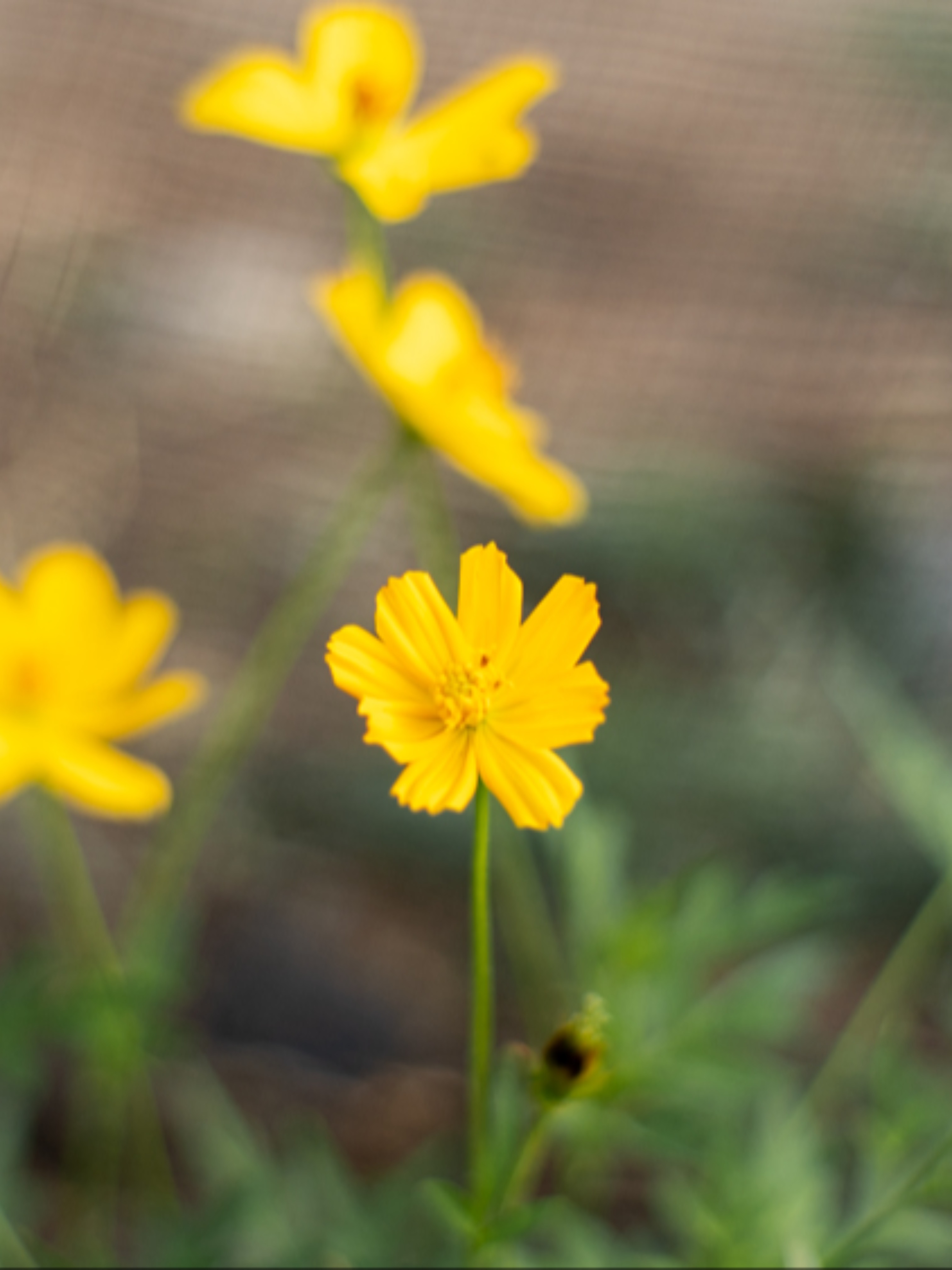 Vibrant Yellow Marigold Flowers from the garden