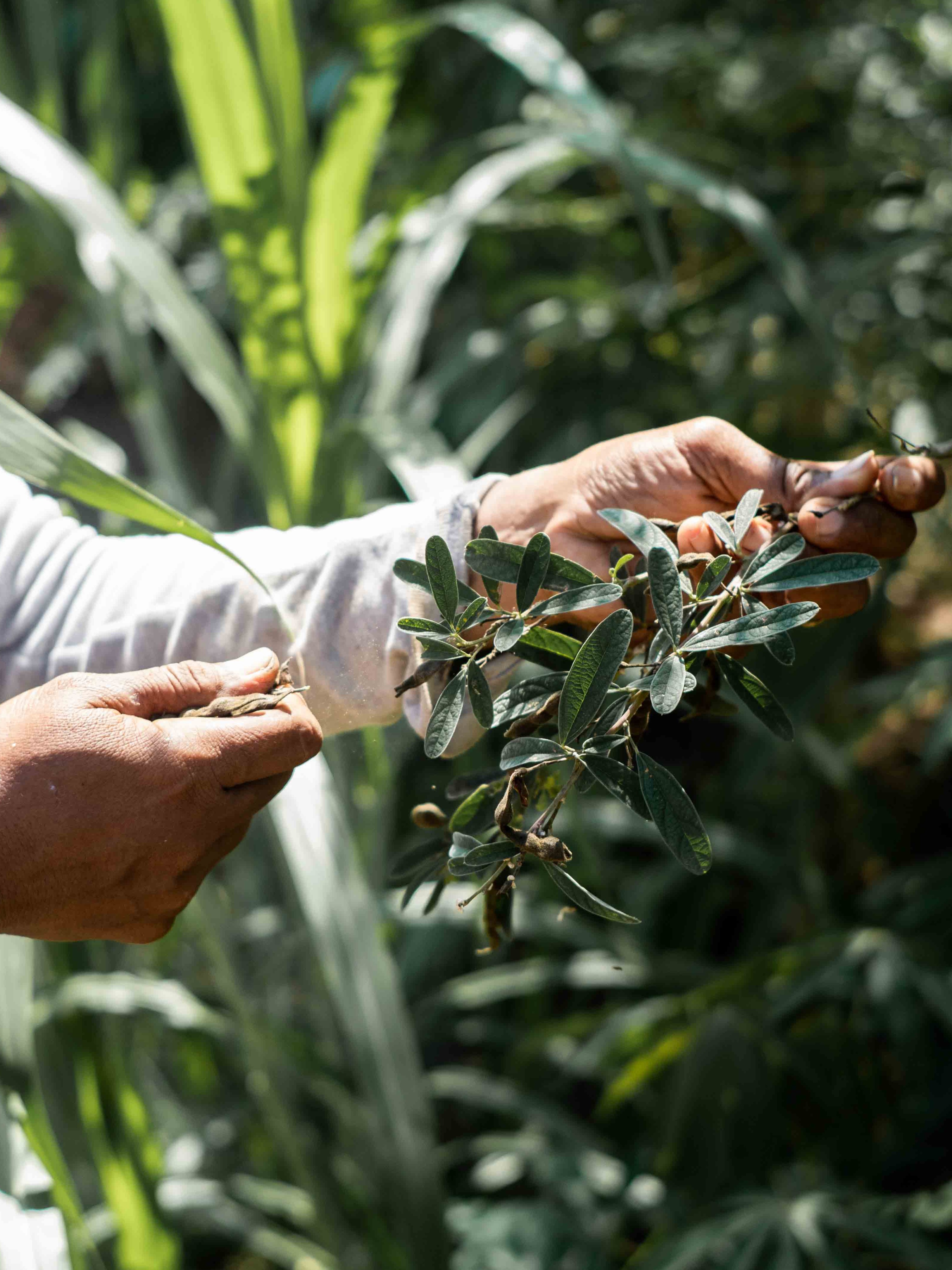 Hands carefully harvesting leaves from a plant in a lush, green garden.